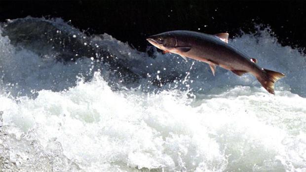 La causa de la muerte de cientos de salmones en Alaska fue la rotura de una red de pesca, no el cambio climático