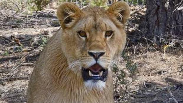Tres leones matan a su dueño cuando este les atendía en un recinto cerrado