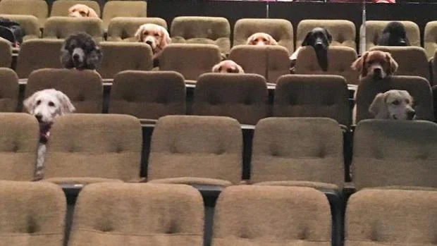 Una función de teatro exclusiva para perros guía en Canadá