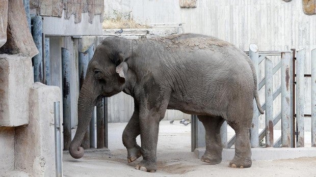 La ONU impulsa la prohibición de la venta de elefantes salvajes a reservas y zoológicos