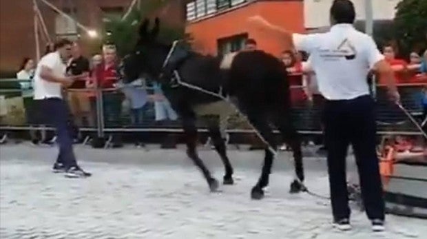 Pacma denuncia una tradición de un municipio vizcaíno en la que se «muele a palos» a un burro