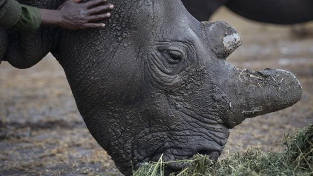 Rechazan la propuesta de que se pueda comerciar con los cuernos de rinocerontes blancos