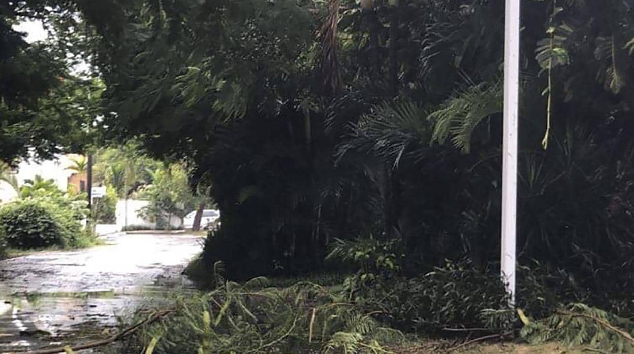 Árboles caídos en las Bahamas por los fuertes vientos del huracán Dorian