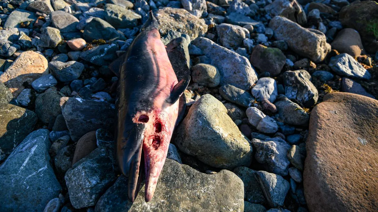Imagen de uno de los delfines muertos