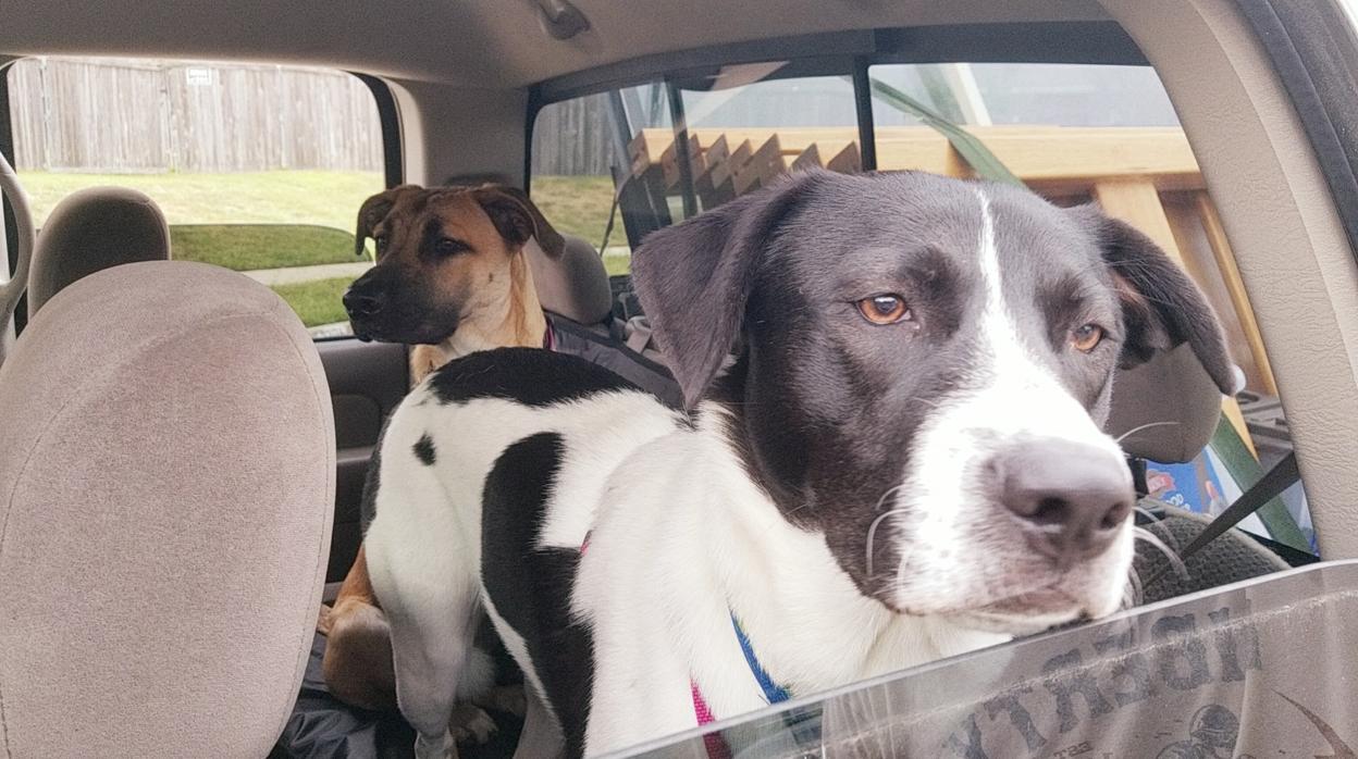 Imagen de unos perros en el interior de un vehículo