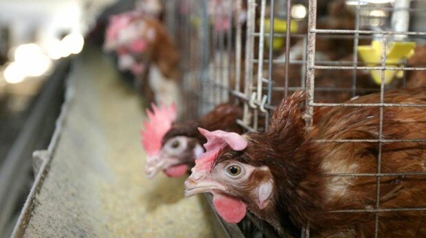 Un avicultor retrata a las veganas de las gallinas «violadas»: «El único esclavo aquí soy yo»