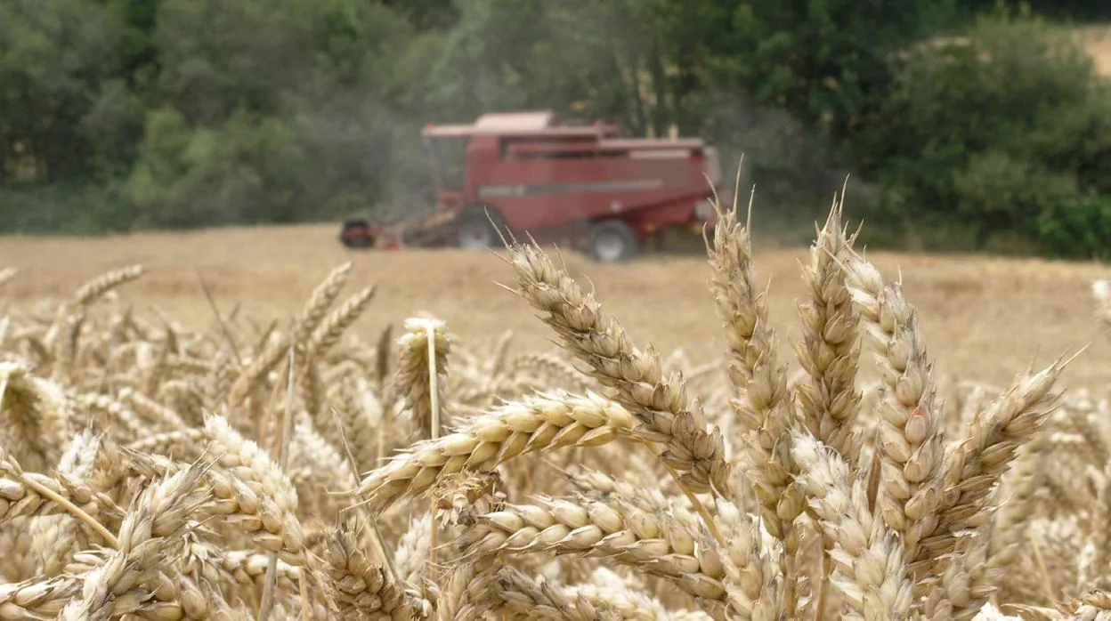 Una cosechadora recoge trigo en un campo en la localidad de Okina, próxima a Vitoria