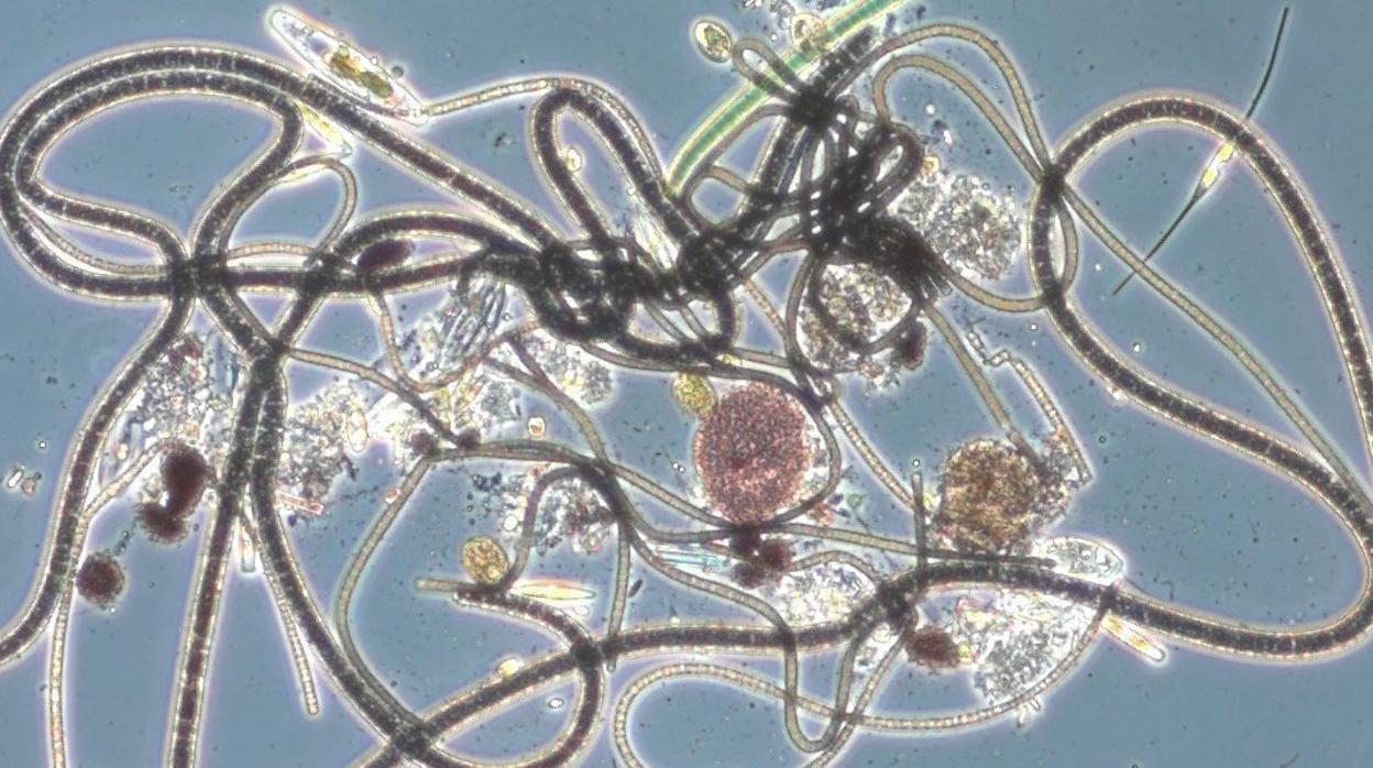 Microbios y equilibrio planetario