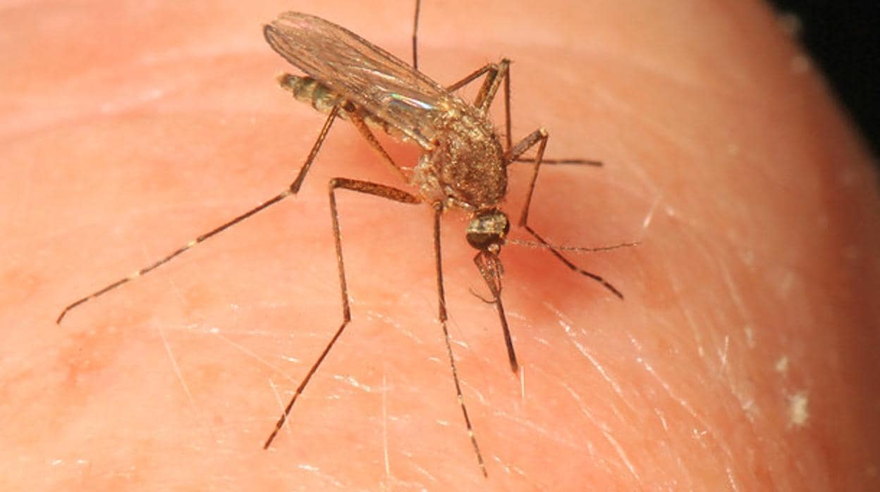 Mosquito Aedes Vexans
