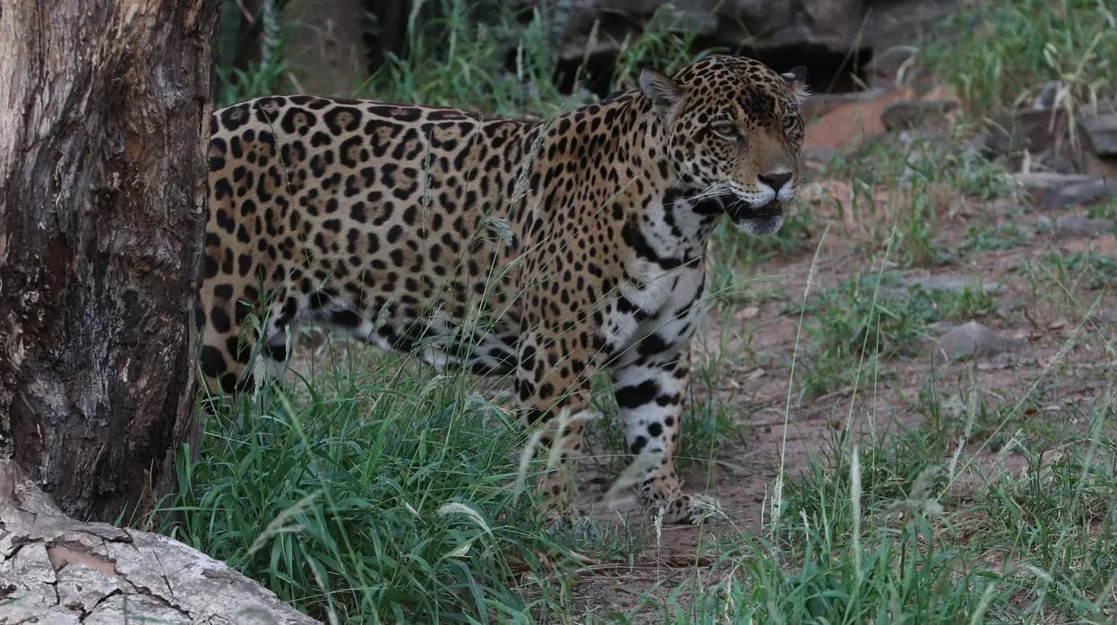 Un jaguar en el zoológico Noel Kempff Mercado de Santa Cruz (Bolivia)