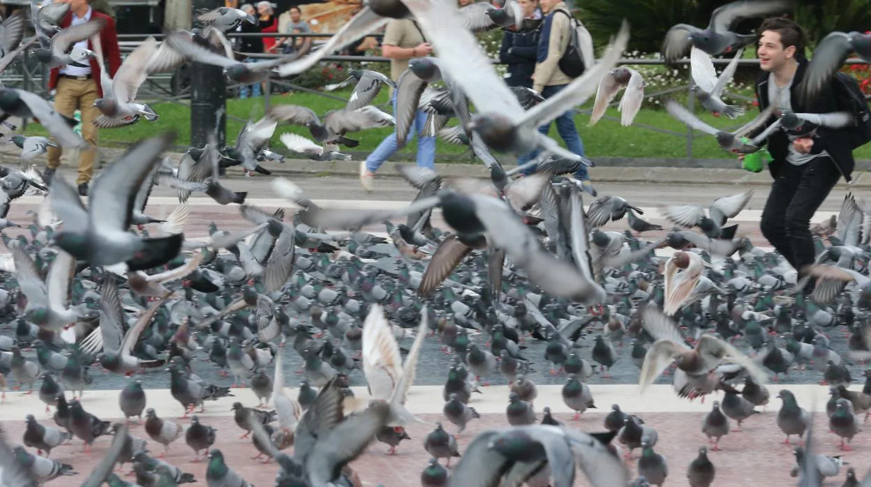 Imagen de archivo de una plaza repleta de palomas