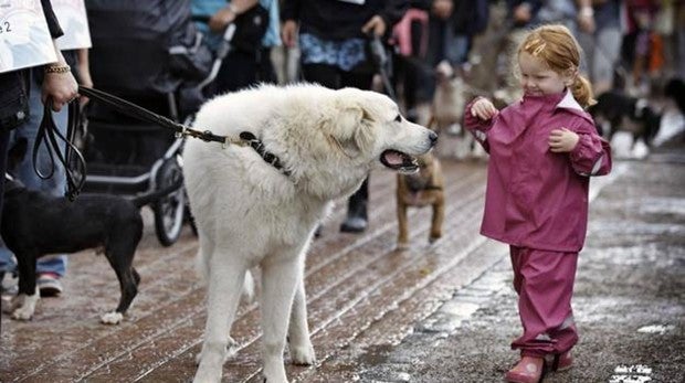 Un colegio de Granada estrena la asignatura protección animal