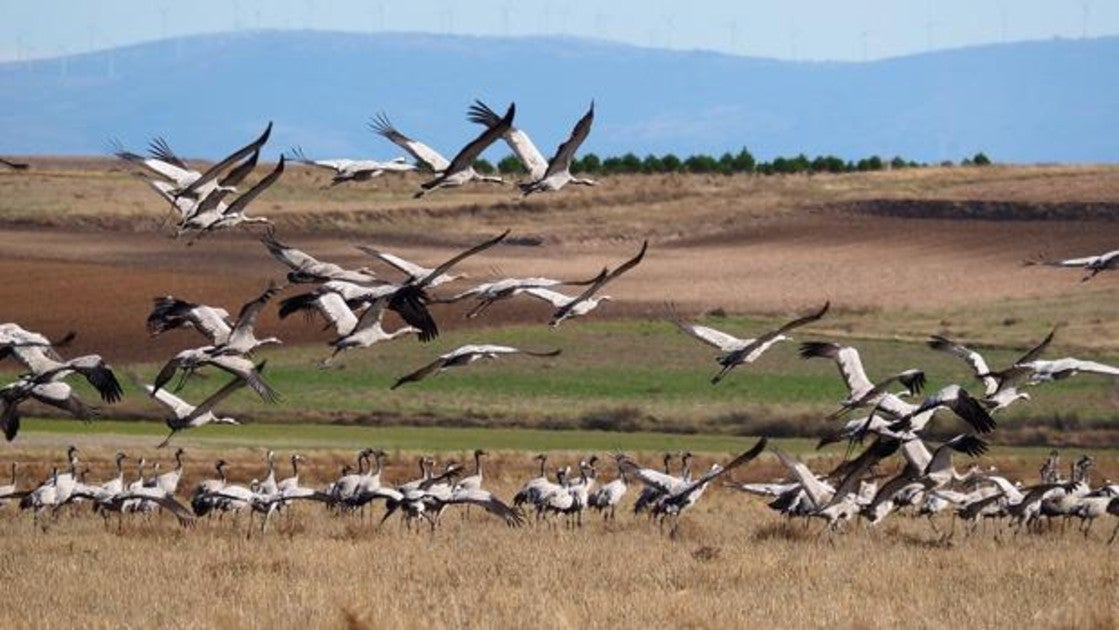 Las aves son indicadoras de la salud ambiental