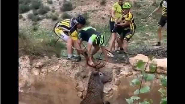 Unos ciclistas salvan a un ciervo a punto de ahogarse en Granada