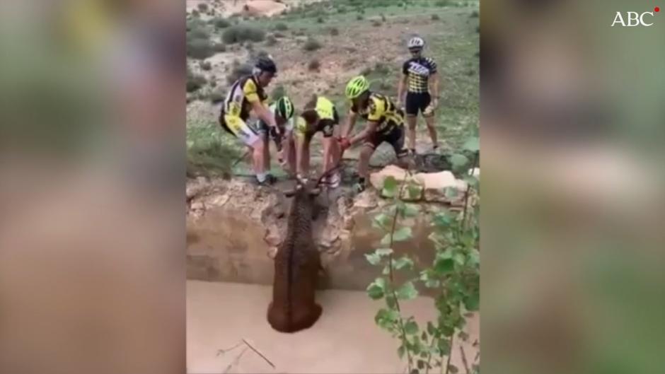 Vídeo: Un grupo de ciclistas salva a un ciervo atrapado en un aljibe