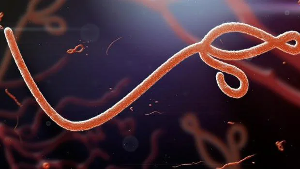 Dos medicamentos (esperanzadores) contra la infección por ébola