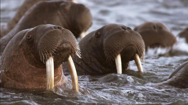 Una morsa ataca y hunde el bote de una expedición científica rusa en el Ártico