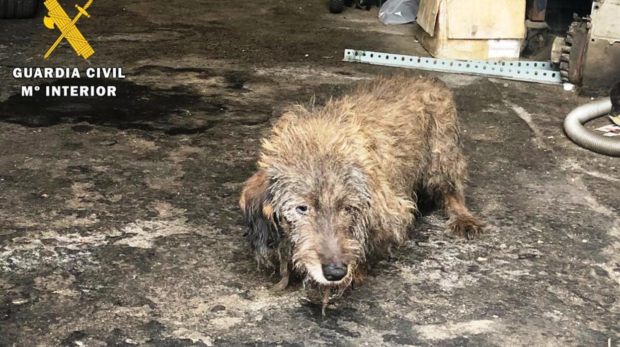 Uno de los perros encontrados