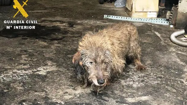 Llenos de pulgas y con lesiones: encuentran a seis perros en mal estado en una finca de Ávila