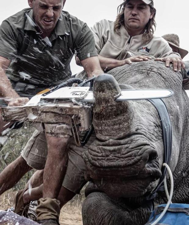 La poderosa imagen de un rinoceronte siendo descornado gana un prestigioso premio de fotografía