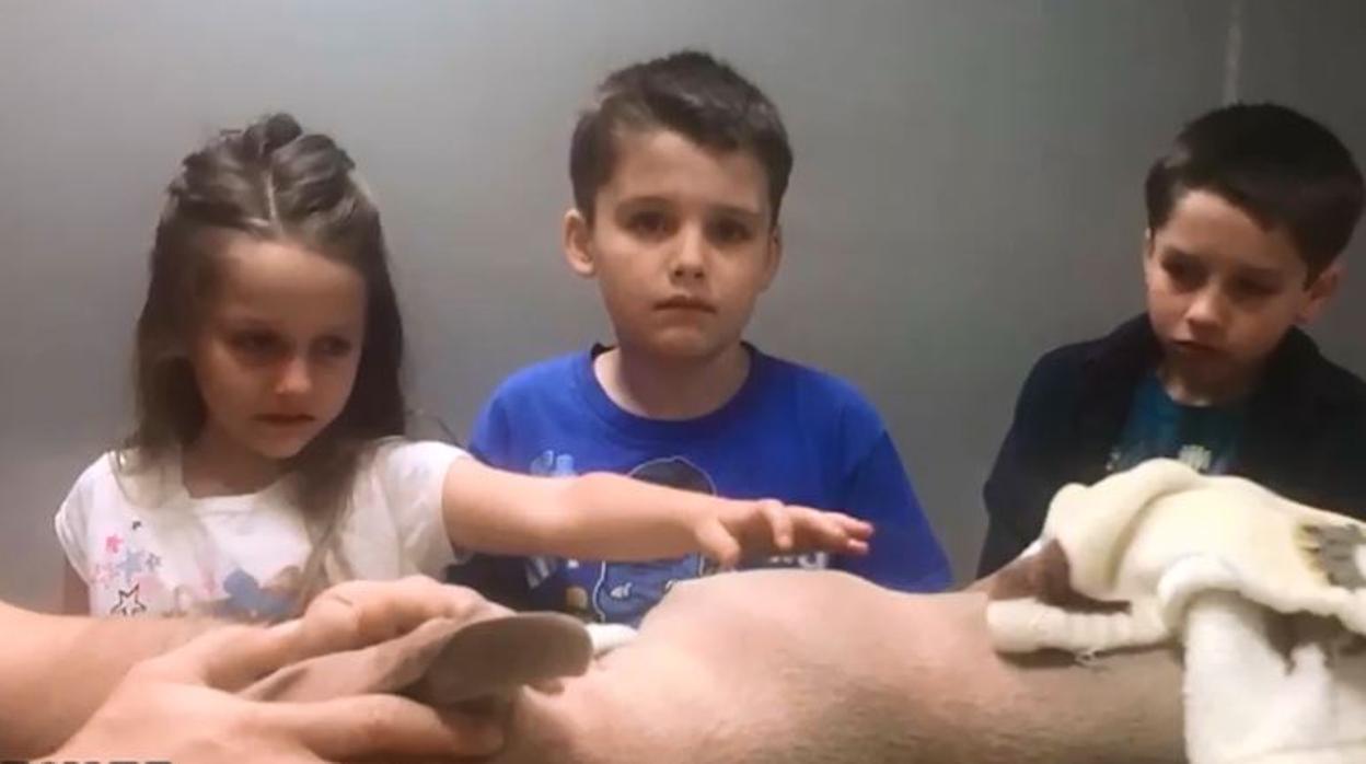 Un pitbull muere salvando a dos niños del ataque de una serpiente venenosa