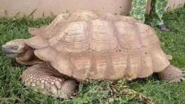 Muere a los 344 años Alagba, la tortuga más vieja de África