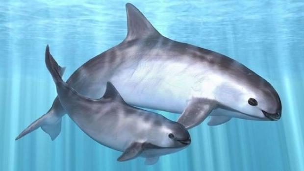 La vaquita marina, al borde de la extinción por culpa de la medicina china
