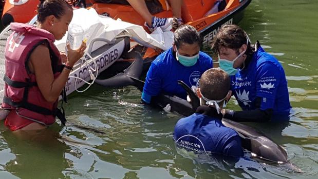 La toxicidad del Mediterráneo propaga un virus letal entre delfines