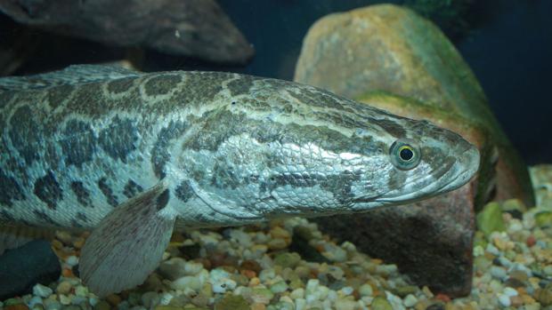 «Mátelo inmediatamente»: EE.UU. alerta sobre una especie invasora que también amenaza a España