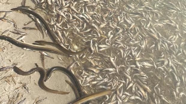 Aparecen cientos de peces muertos por falta de oxígeno en el Mar Menor