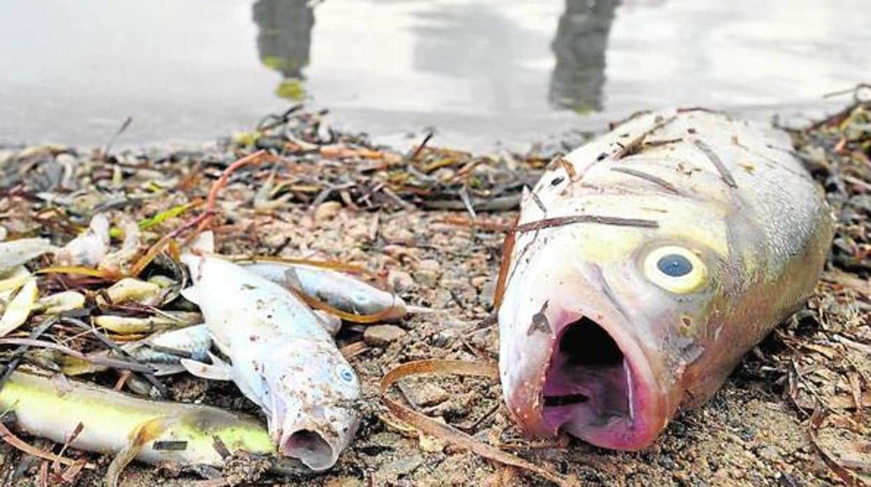 El bajo nivel de oxígeno del Mar Menor provoca la muerte de miles de peces