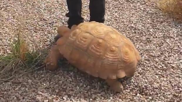 Encuentran una tortuga de más de 25 kilos de peso en una rotonda de Ciudad Real