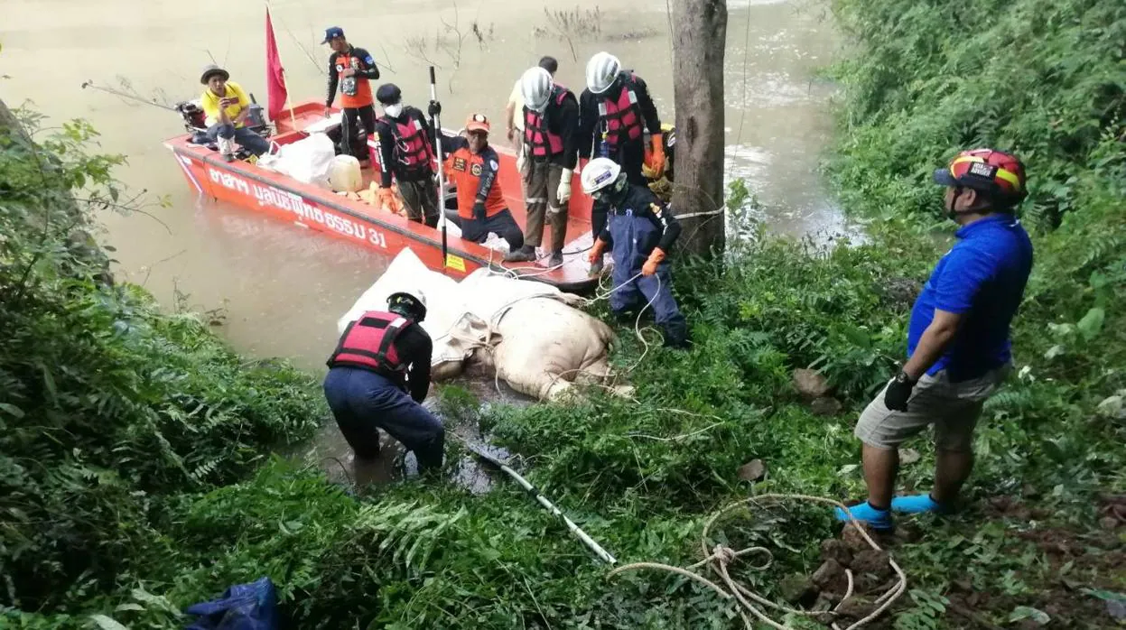 Los equipos de rescate recuperan el cuerpo de uno de los elefantes fallecidos