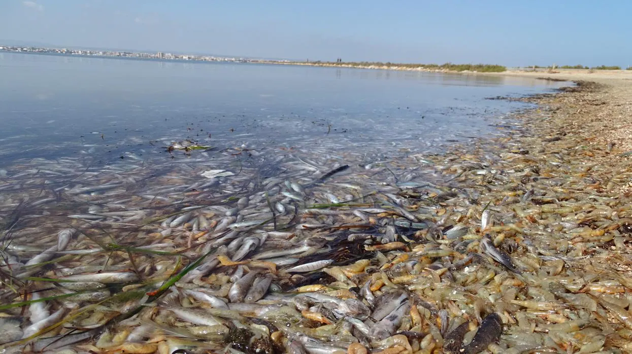 El Mar Menor, con miles de peces muertos