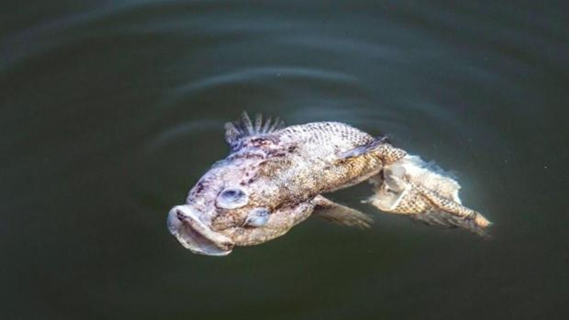 Un pez muerto flota en las aguas del Mar Menor