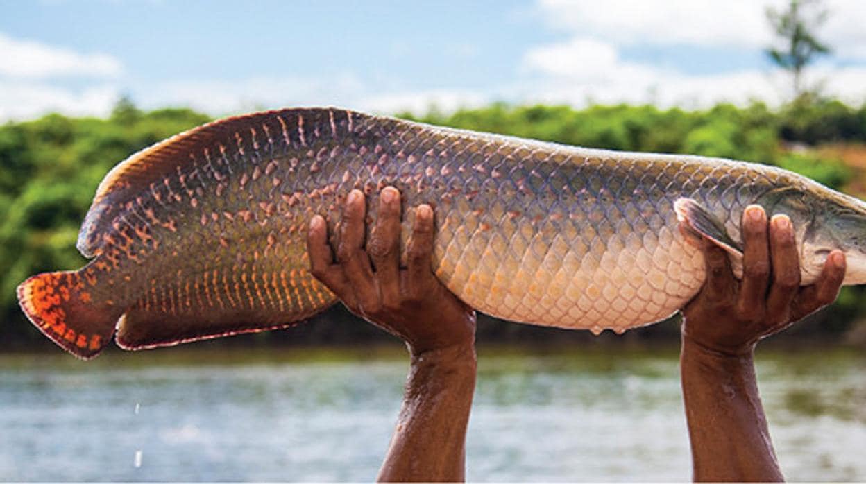 Pirarucu, el pez más grande y estudiado de la Amazonia