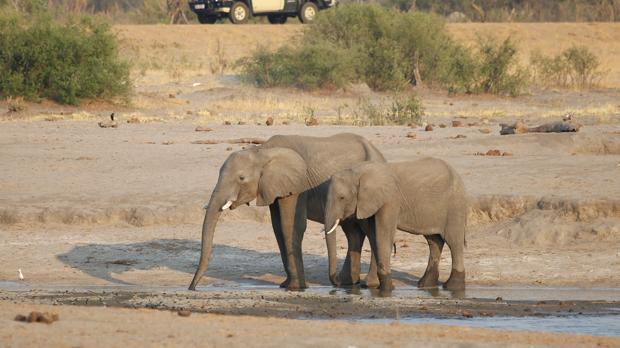 Zimbabue vende una treintena de crías de elefantes