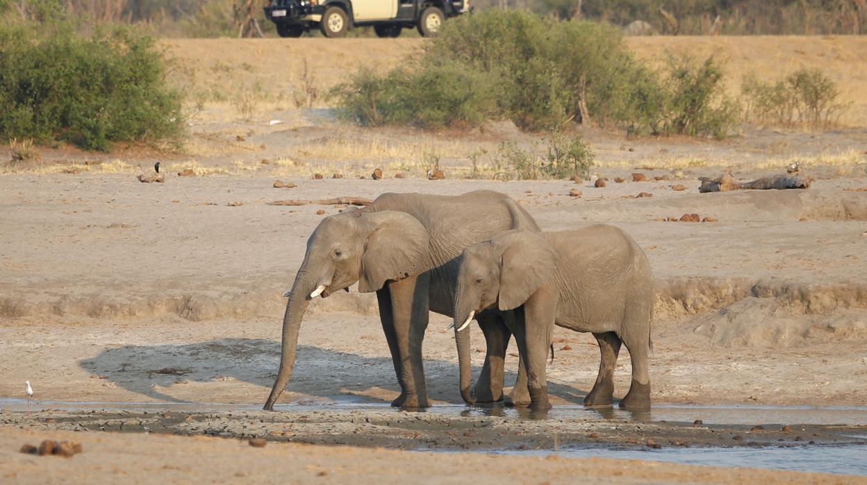 Elefantes en Zimbabue