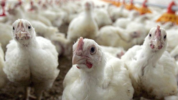 Suiza prohíbe triturar a pollos vivos, una práctica habitual en la industria alimentaria