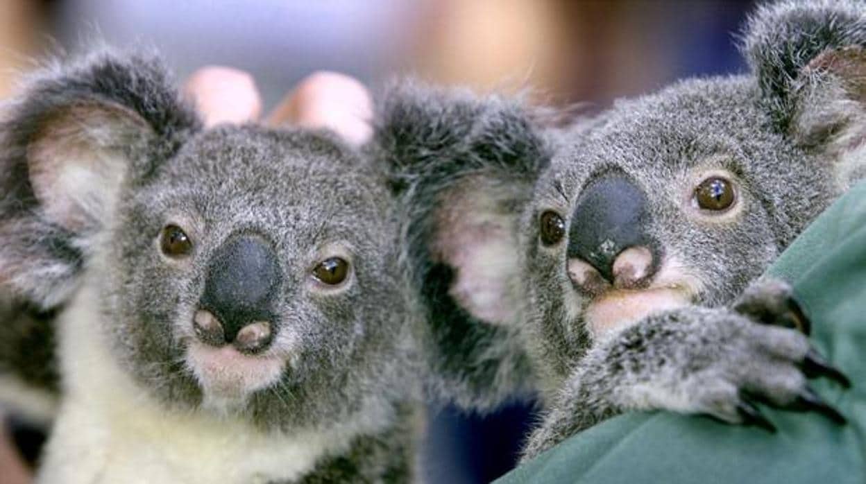 Cientos de koalas podrían haber muerto por los incendios forestales en Australia