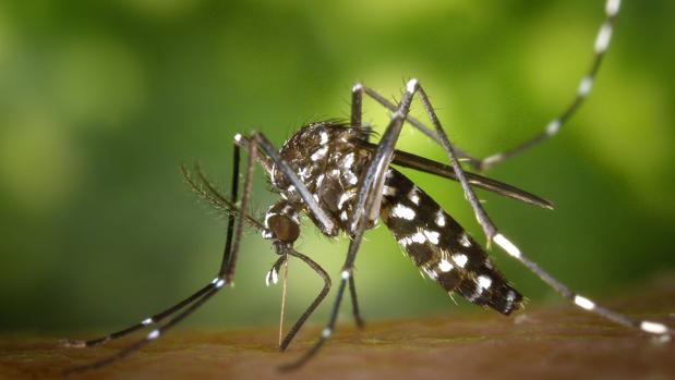 El cambio climático y el turismo multiplican la proliferación de mosquitos en el Mediterráneo