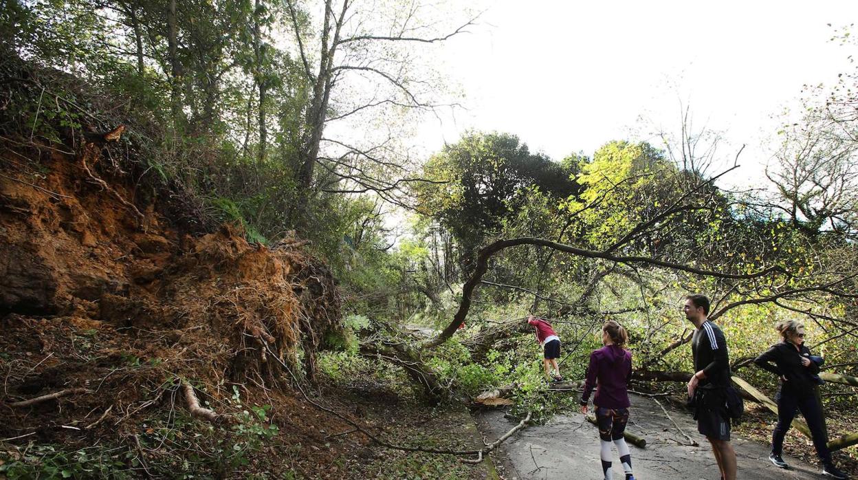 Un árbol caído cortó el acceso a unos 400 metros de la antigua estación de tren de La Manjoya, en la senda verde del Parque de Invierno de Ovied, Aturias debido al viento