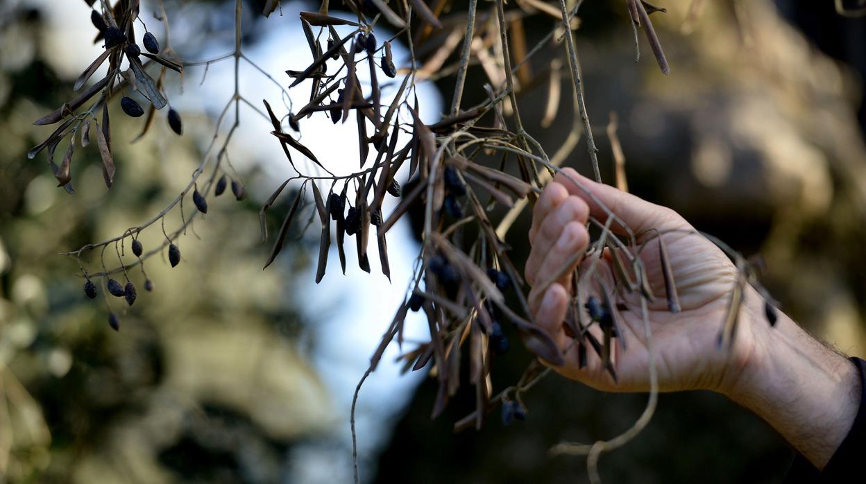 Xylella fastidiosa: afecta a olivos, almendros y viñas. Su impacto podría llegar a los 5,5 mil millones de euros al año