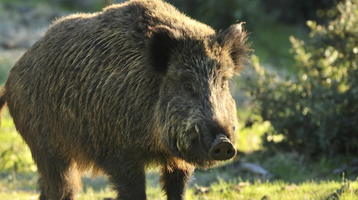 Un jabalí destroza un alijo de cocaína por un valor de 20.000 euros que cuatro traficantes escondían en un bosque de Toscana