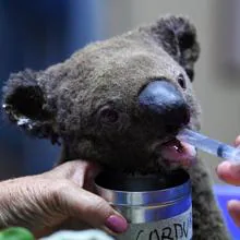 Uno de los koalas rescatados