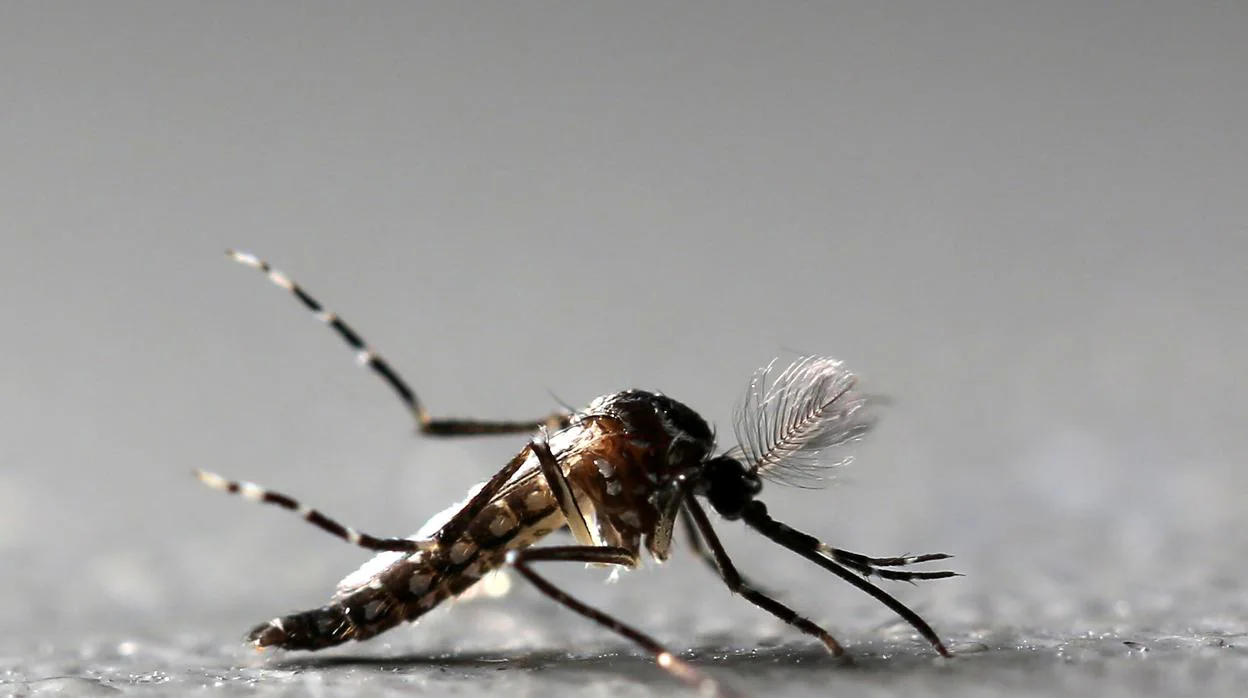 Mosquito que transmite el virus Zika