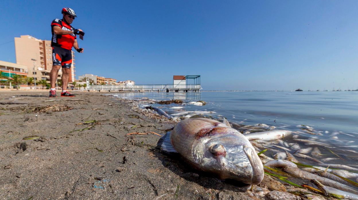 peces muertos en playas del Mar Menor (Murcia)