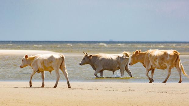 Encuentran con vida a tres vacas desaparecidas tras el huracán Dorian en una isla a kilómetros de distancia