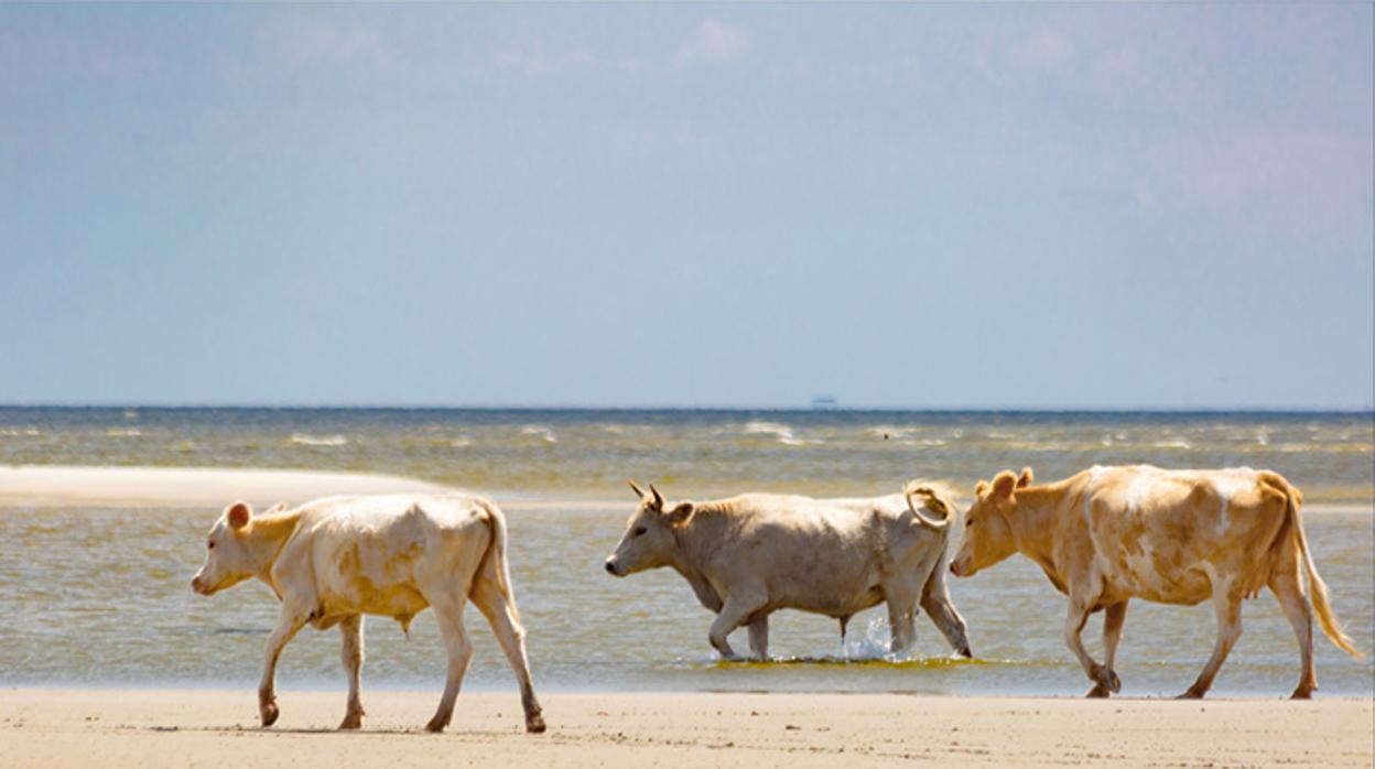 Un grupo de vacas silvestres son vistas en la Isla Cedar, en Carolina del Norte, antes del Huracán Dorian