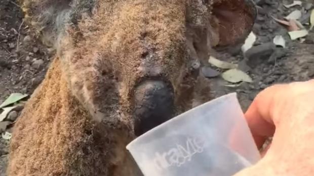 El trágico vídeo de un koala quemado bebiendo agua tras los incendios de Australia